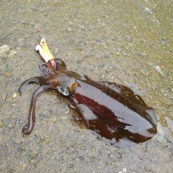 越前海岸でエギング